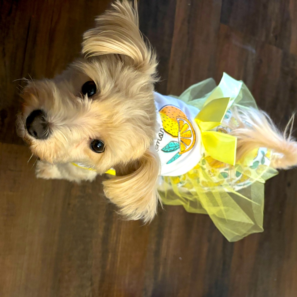 Fashion Pet lemonade TuTu Shirt